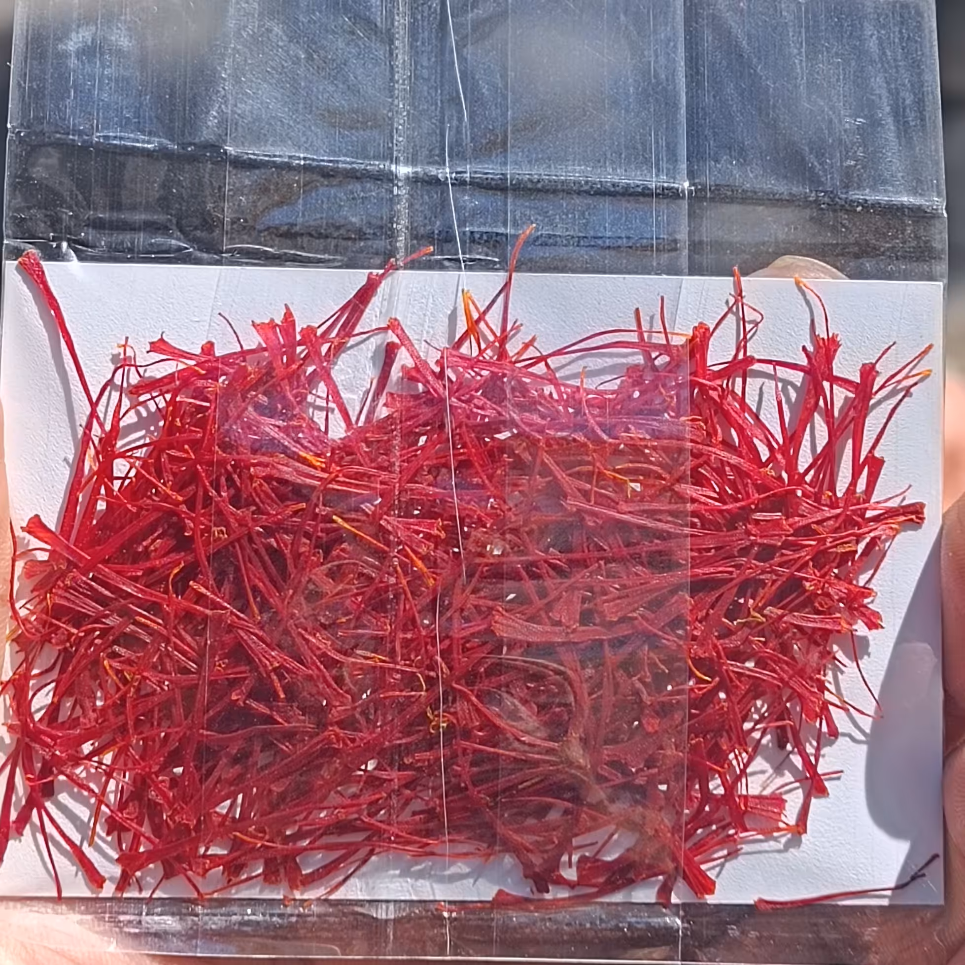 زعفران نگین