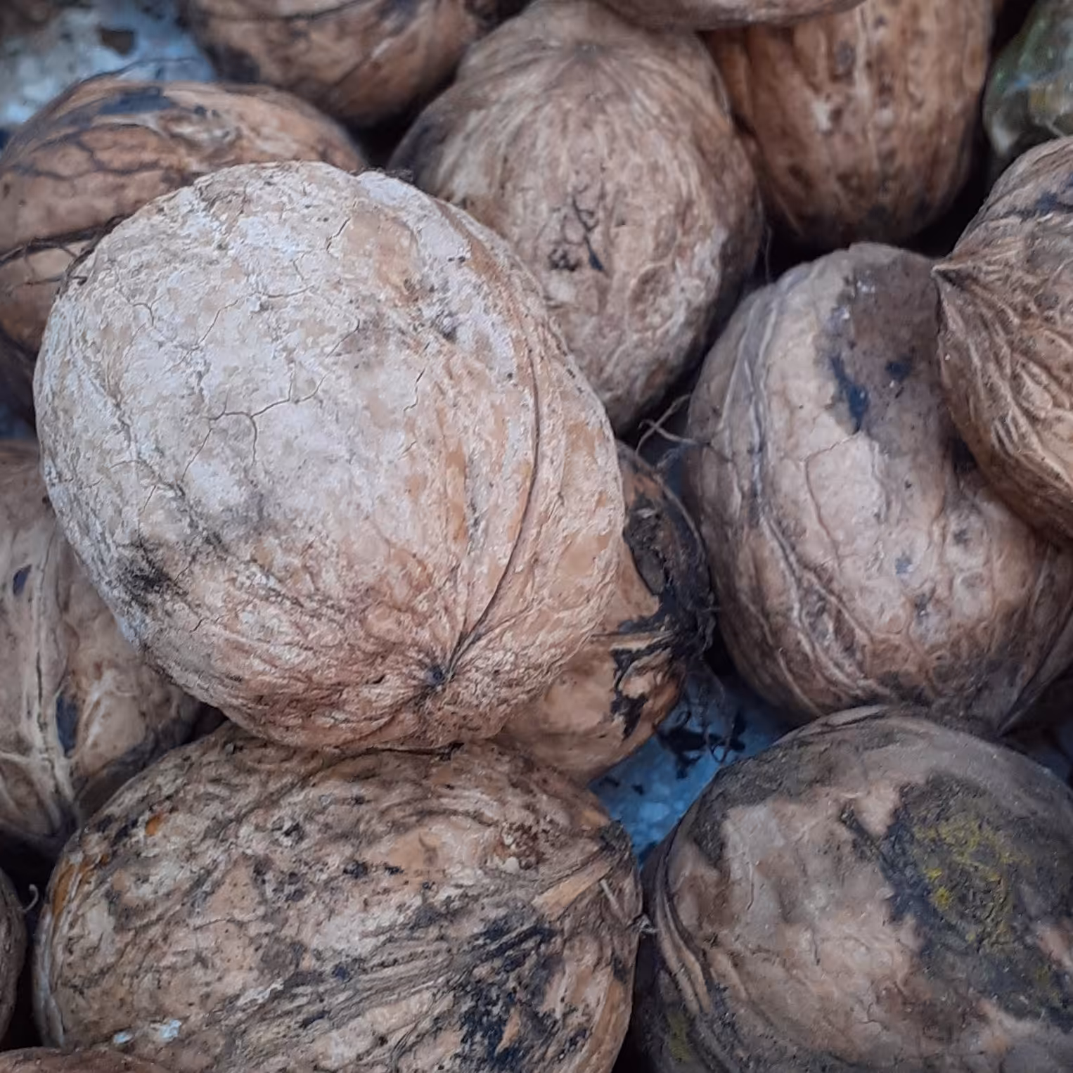 گردو تازه امسالی پوست کاغذی و درشت پر مغز و روغنی