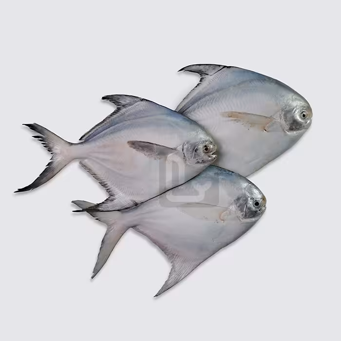 حلوا سفید (زبیدی)