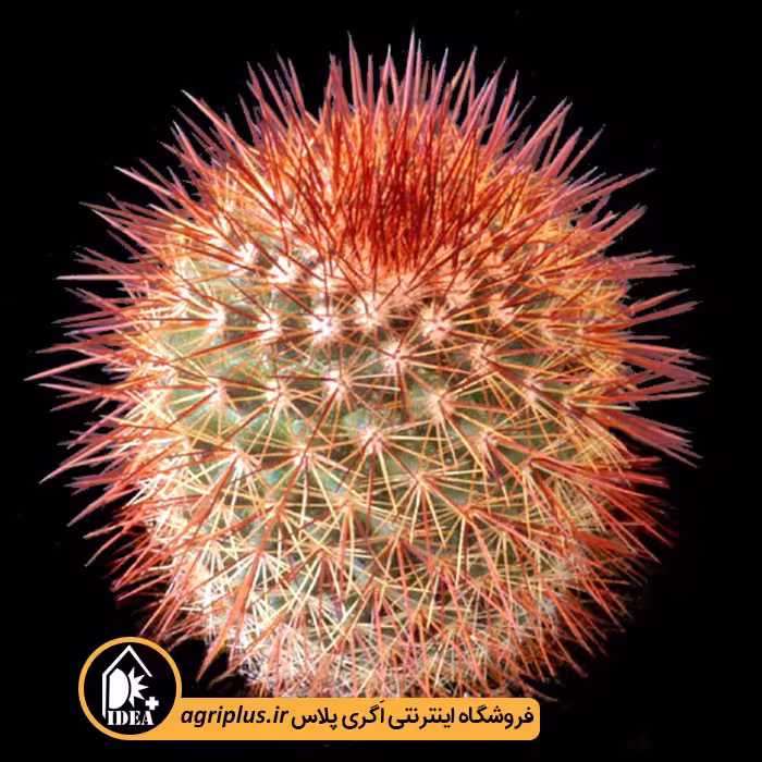 بذر کاکتوس Mammillaria Spinosissima Rubra