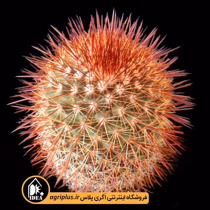 بذر کاکتوس Mammillaria Spinosissima Rubra