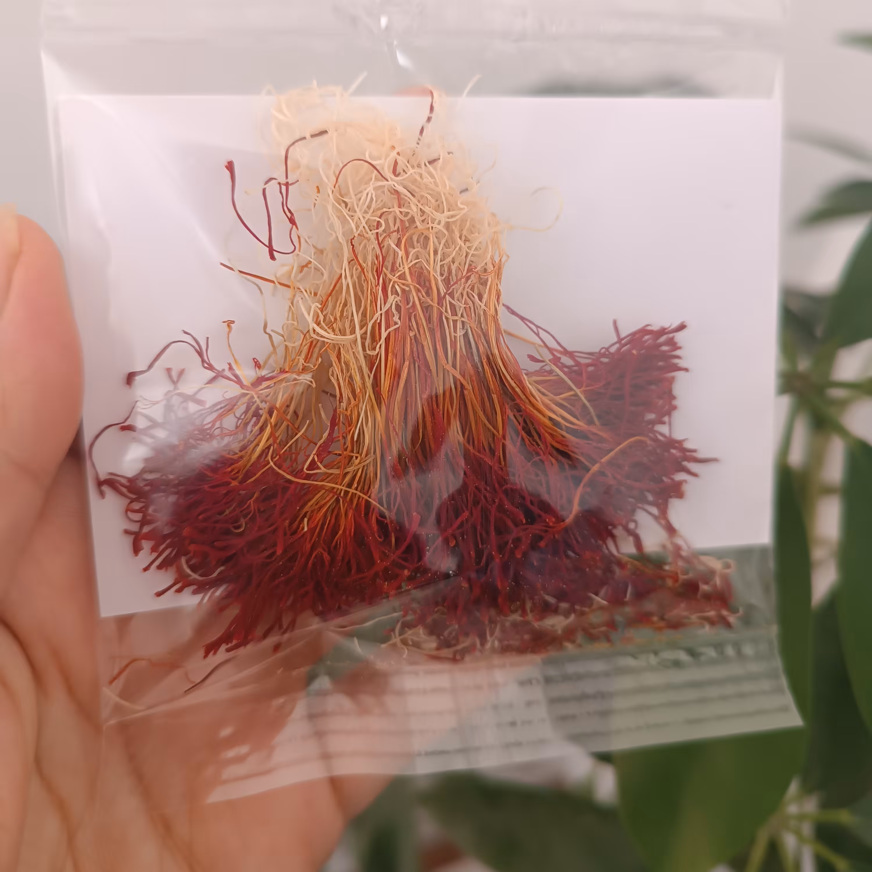 زعفران دخترپیچ اصلِ قائنات، دو گرمی ، ضمانت مرجوع کیفیت ، مستقیم از خودِ قائنات