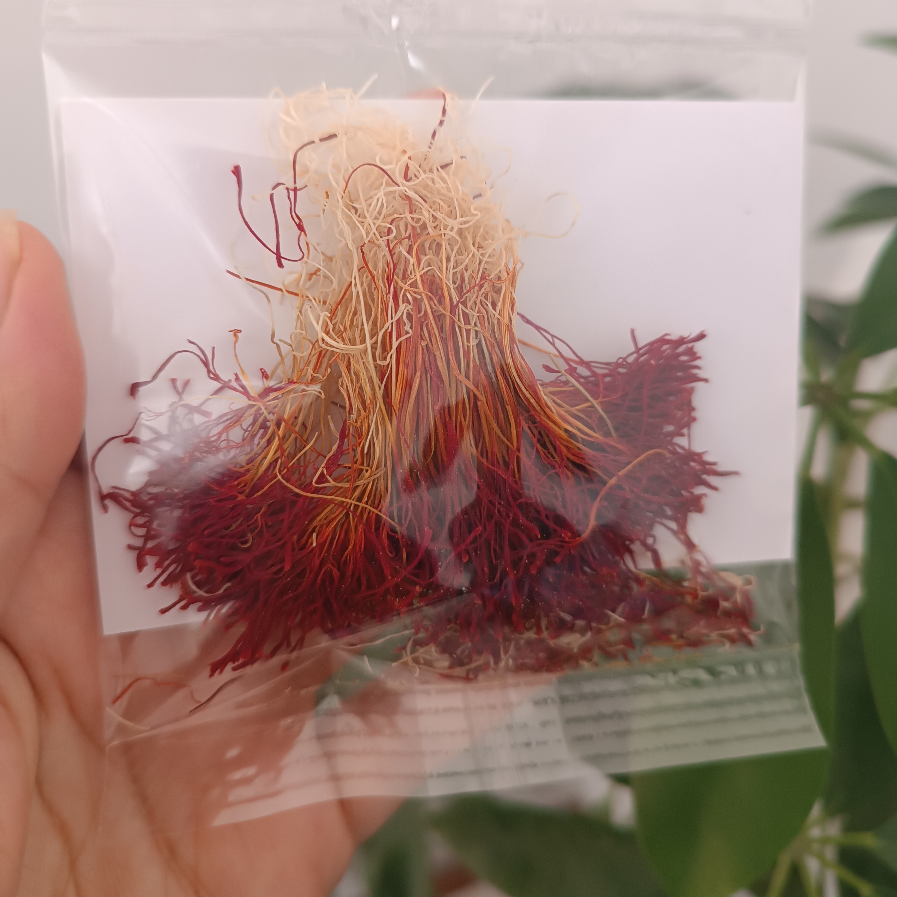 زعفران دخترپیچ اصلِ قائنات، دو گرمی ، ضمانت مرجوع کیفیت ، مستقیم از خودِ قائنات