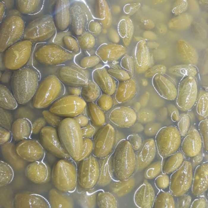 ترشی هندوانه ابوجهل ارسال باباربری