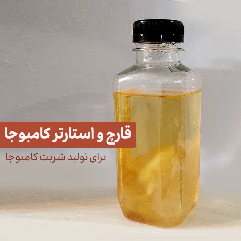 قارچ مولد تولید نوشیدنی کامبوجا همراه استارتر