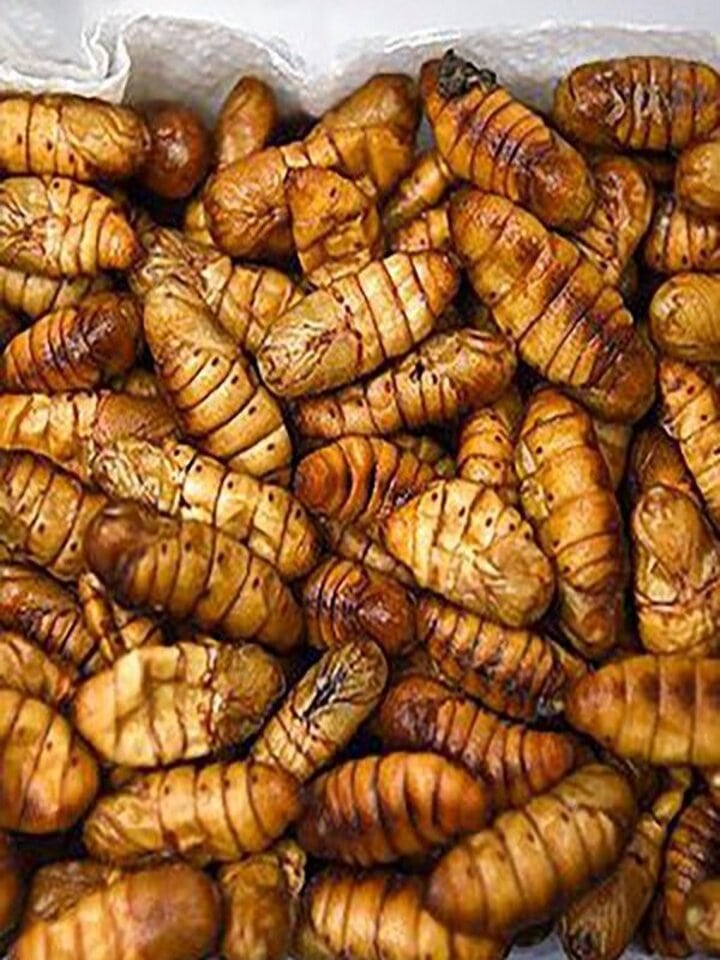 شفیره کرم ابریشم 1000 گرمی