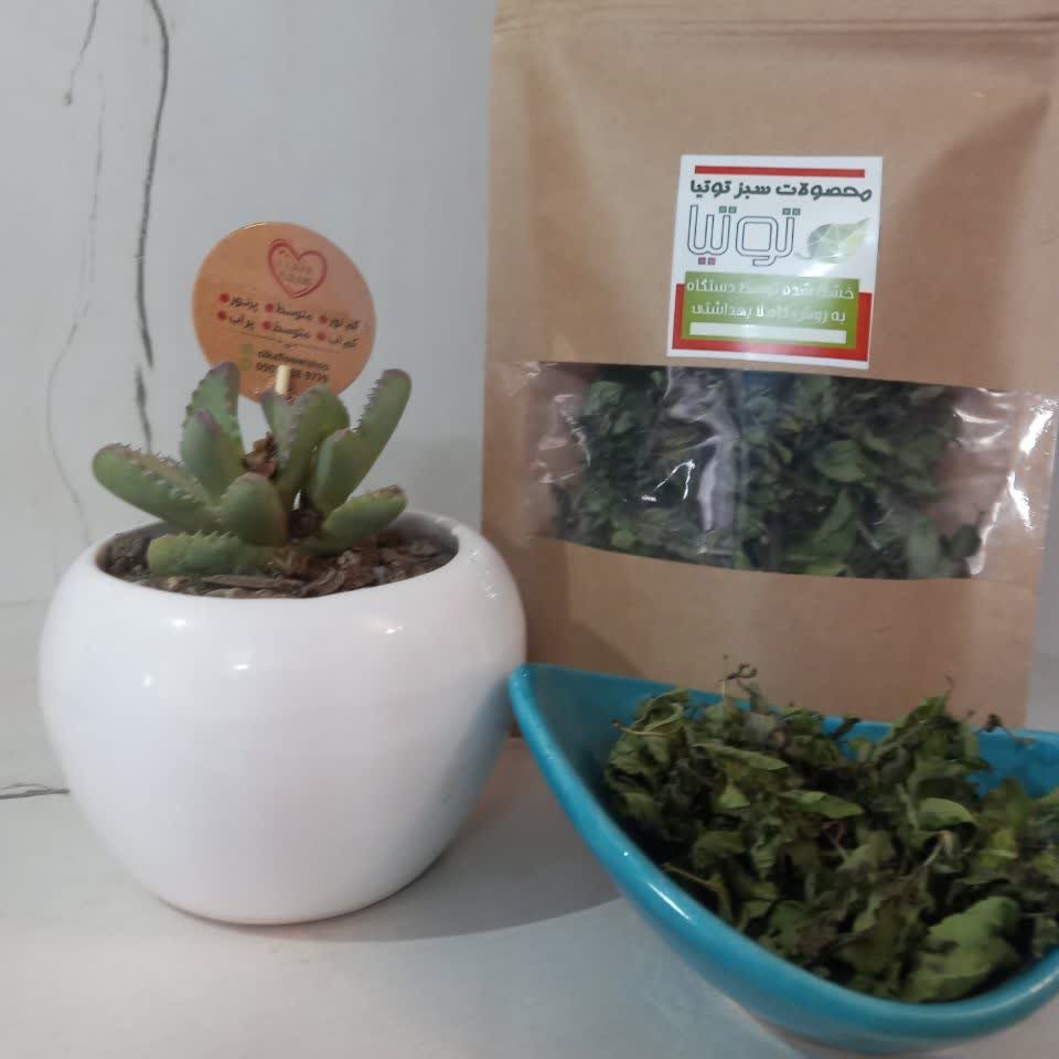 نعنا خوش عطر  محلی  