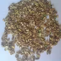 مغز پسته گندمی - ارسال رایگان