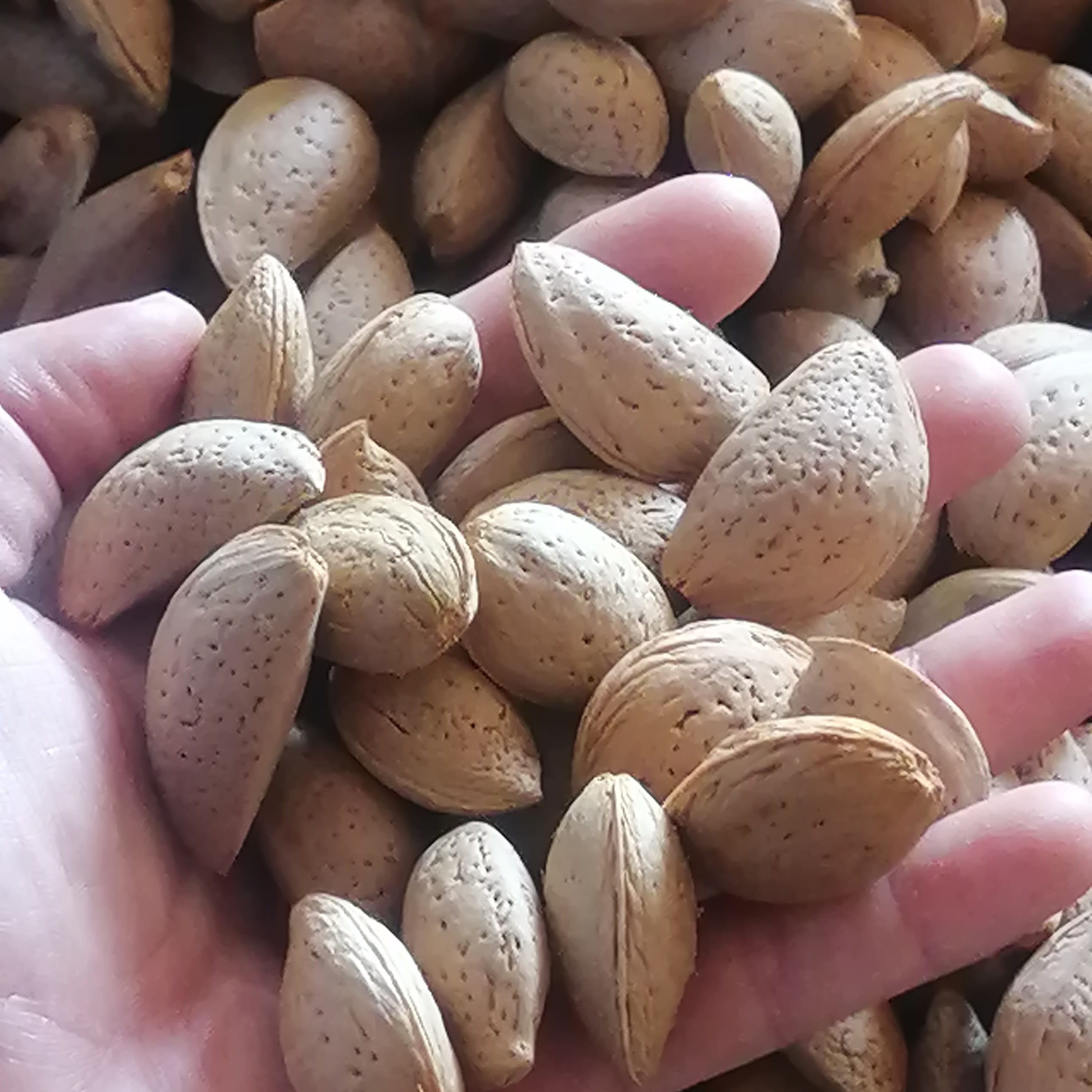 بادام سنگی دیم دشمن زیاری(5 کیلویی) (محصول امسال)