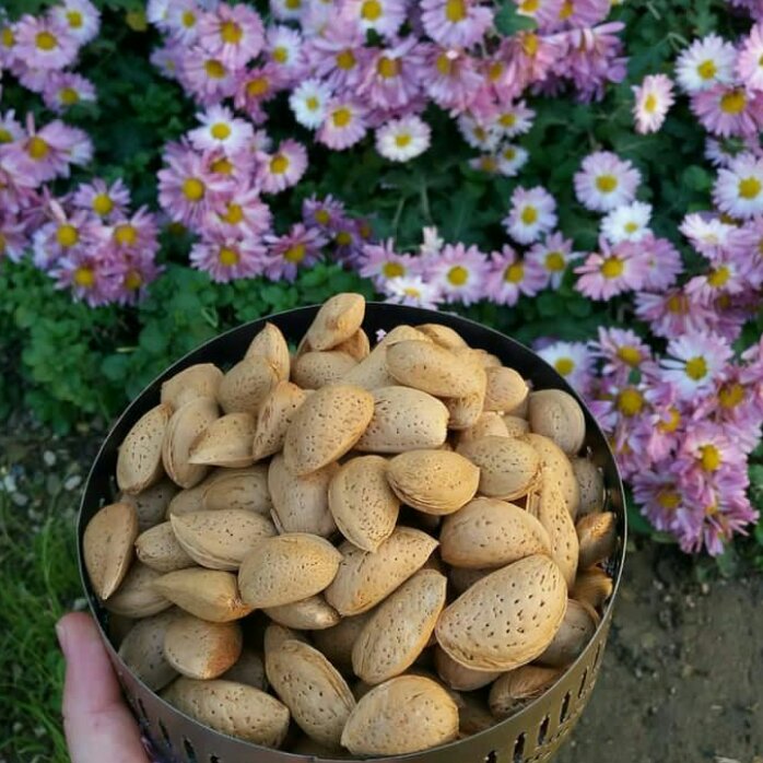 بادام سنگی ایرانی 1600 گرمی