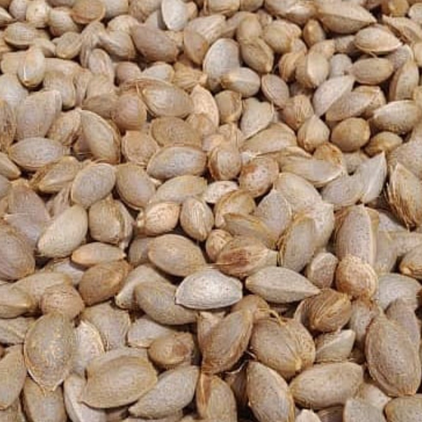 بادام درختی (وزن یک کیلو گرم)