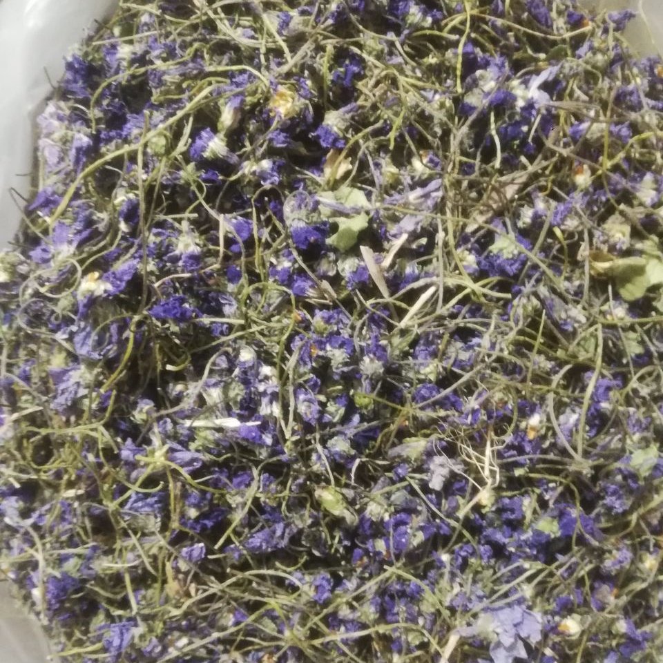 گل بنفشه