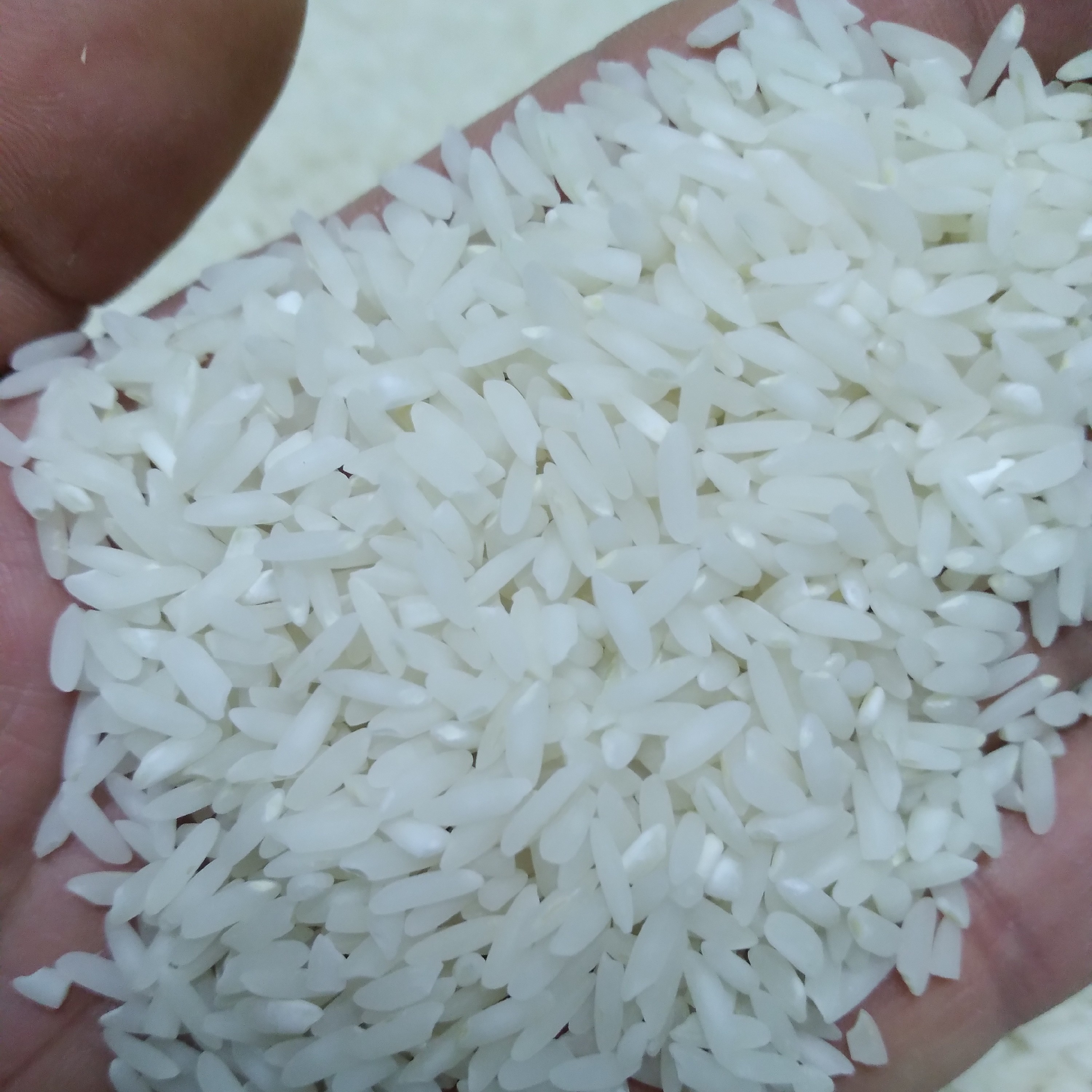 برنج طارم محلی فریدونکنار (10کیلویی)