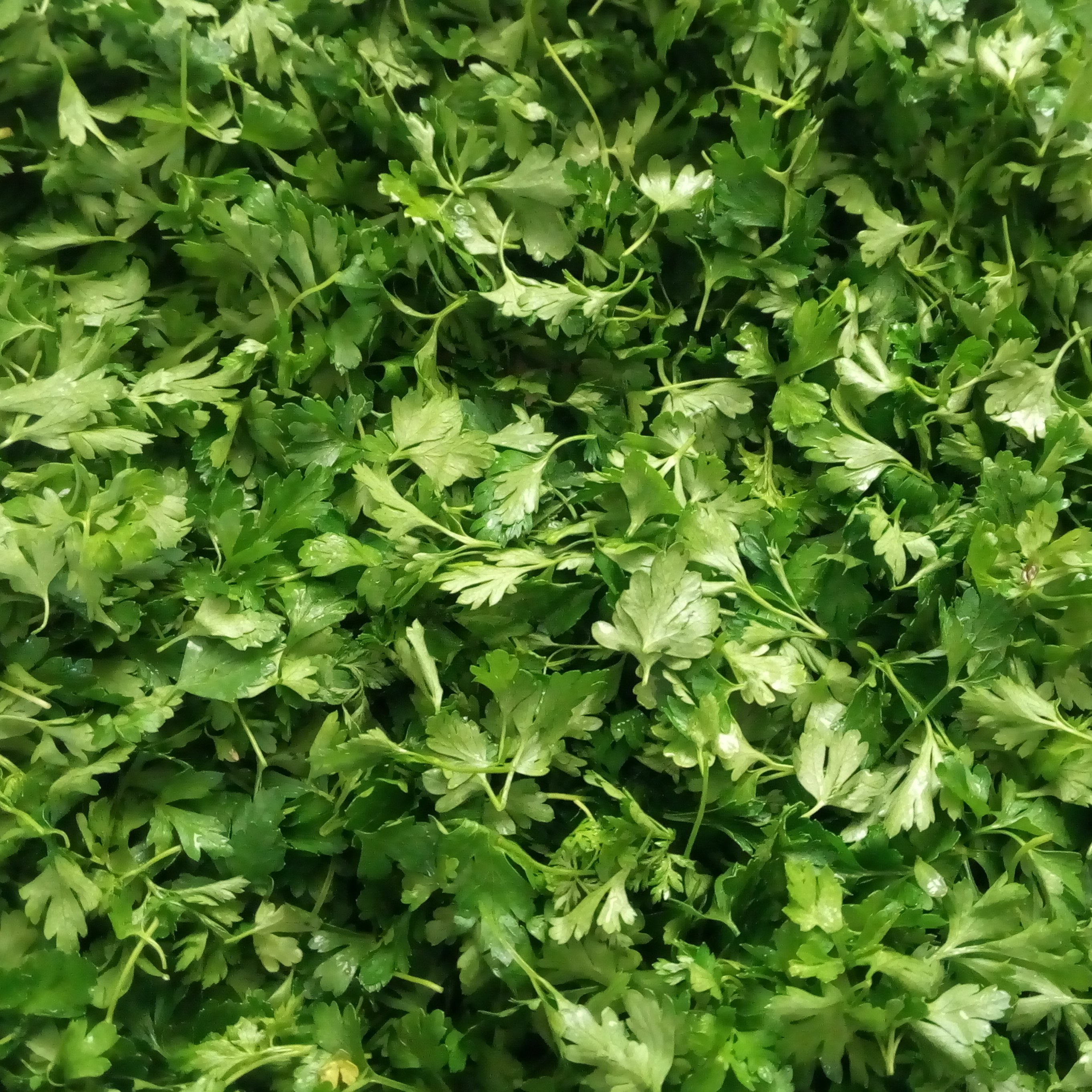 جعفری خشک خانگی اعلا 100 گرمی