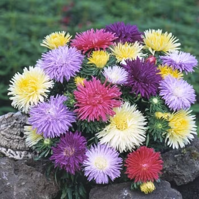 بذر گل مینا گلبرگ صدپر رشته‌ای رنگارنگ آمریکایی بسته 30 عددی