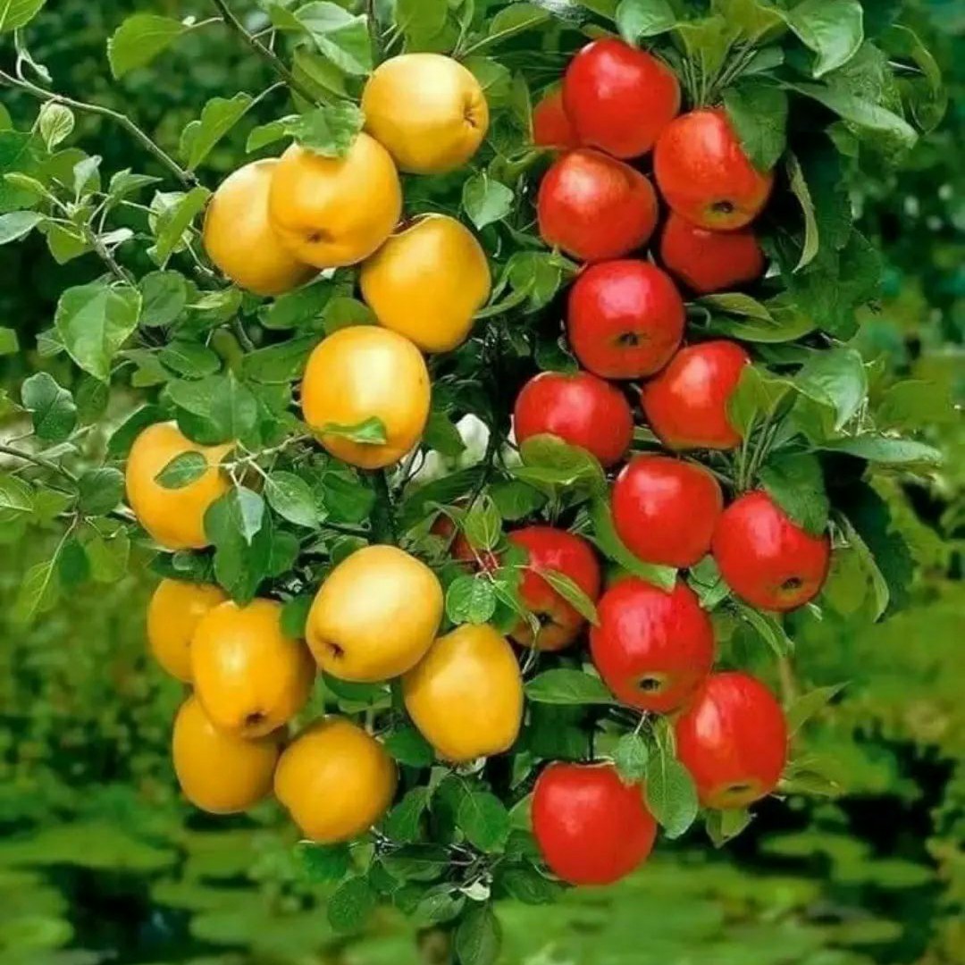 نهال گلدانی سیب دو میوه سیب قرمز و سیب زرد مناسب کاشت تمام فصل