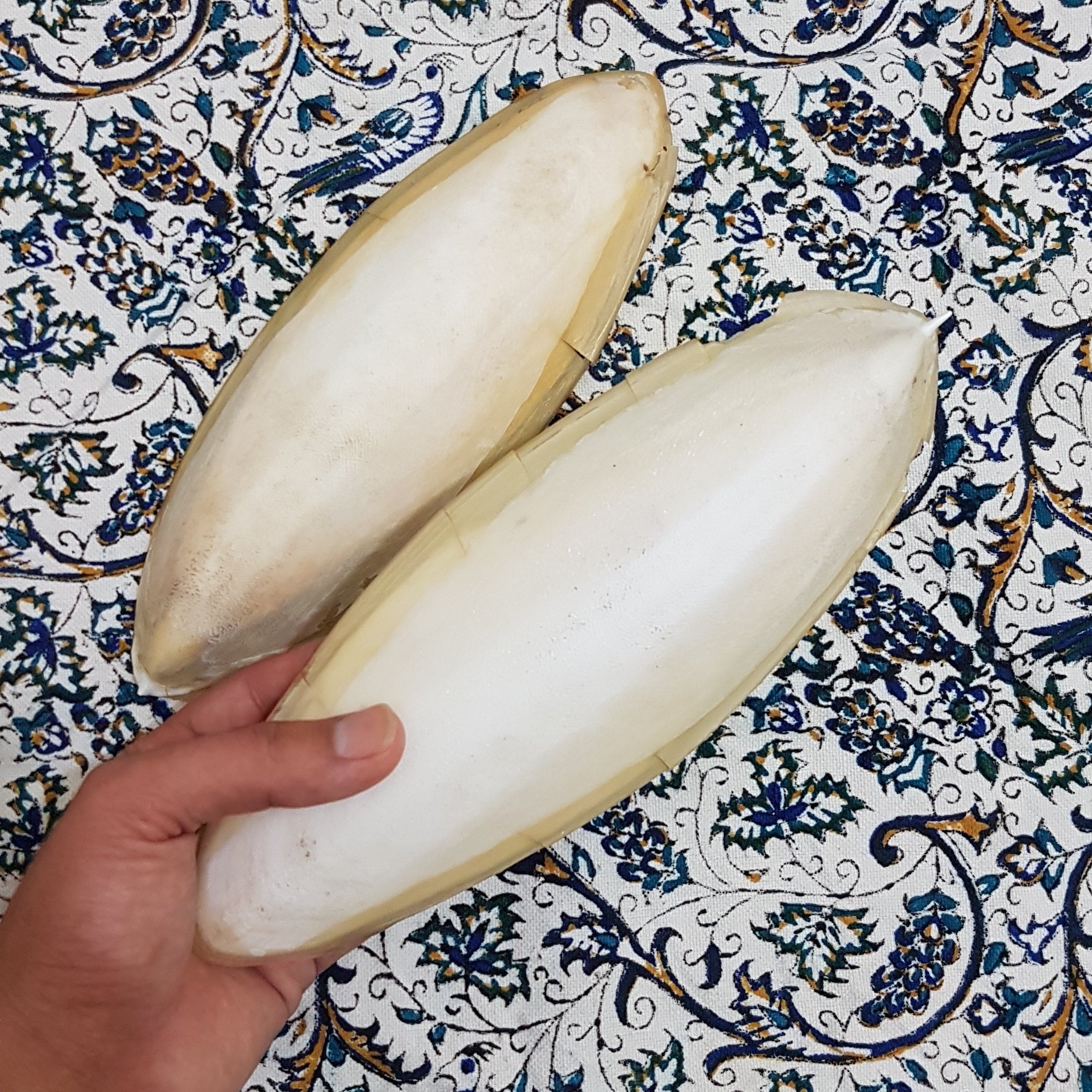 کف دریا (استخوان ماهی مرکب)
