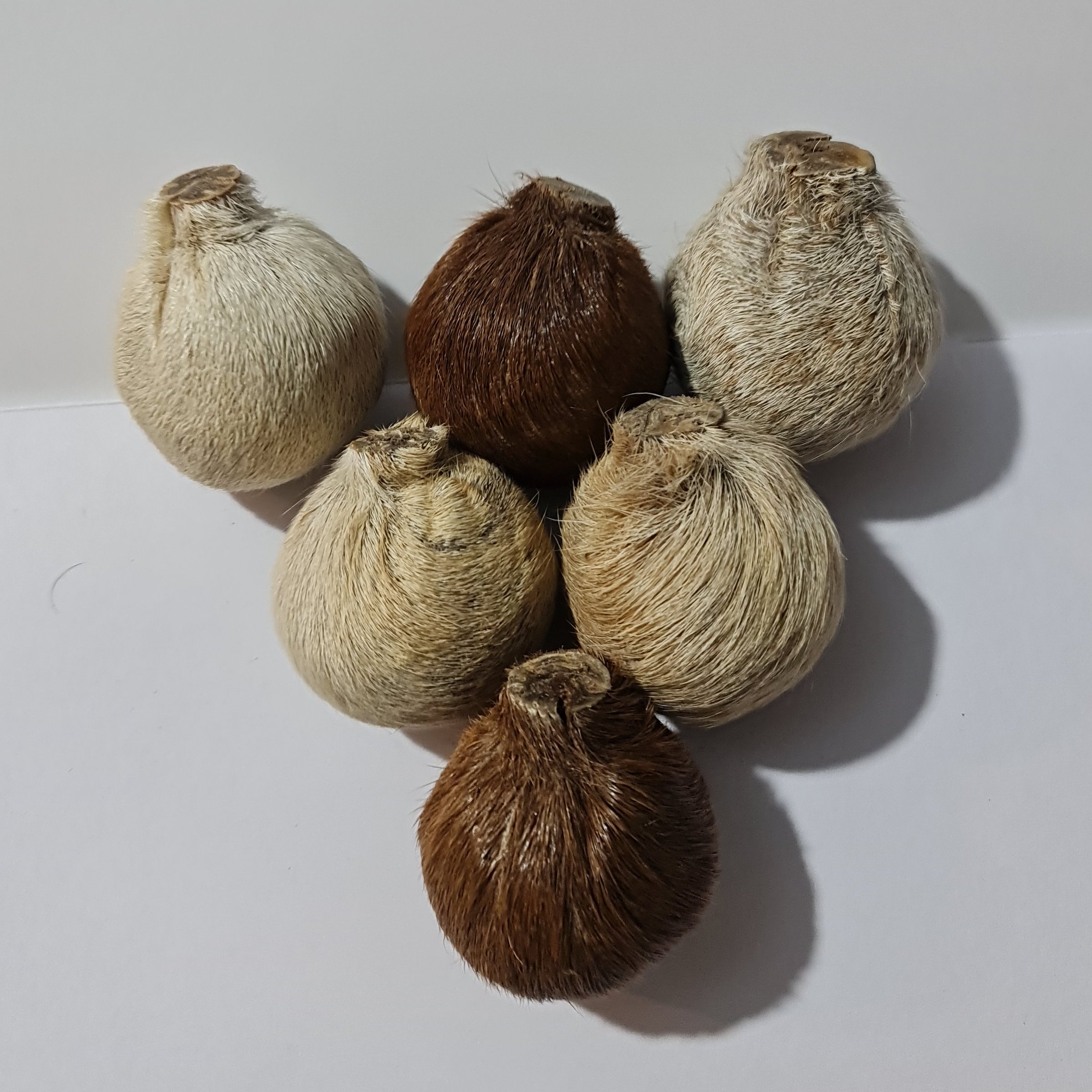 ناف آهو  مشک آهو اصلی  1عددی