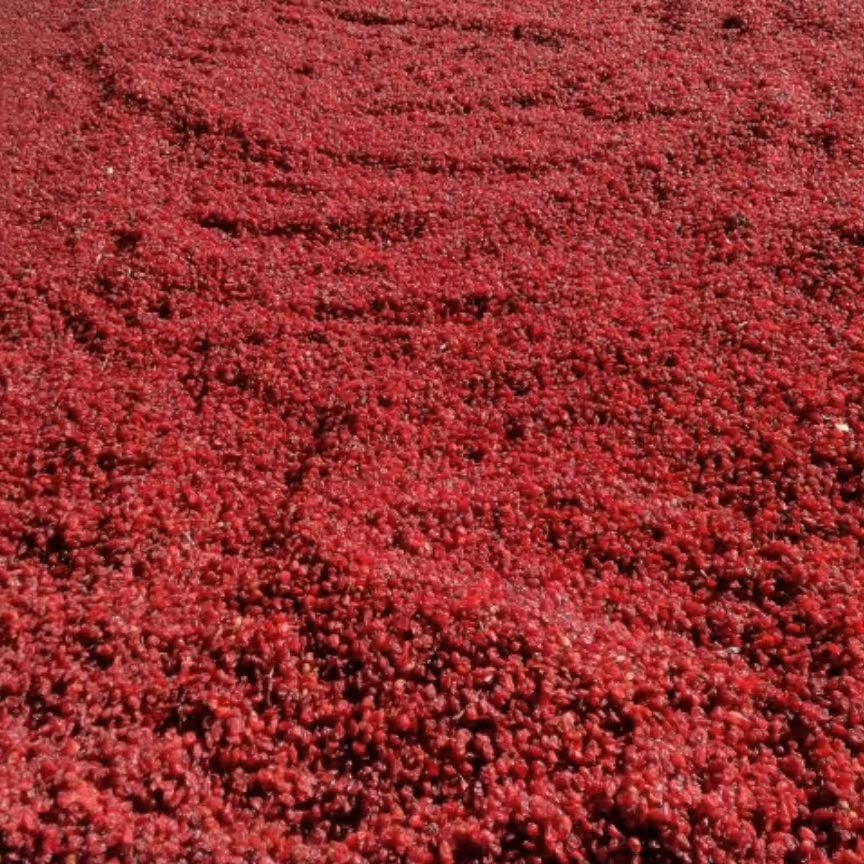 زرشک دانه اناری 250گرمی قاینات