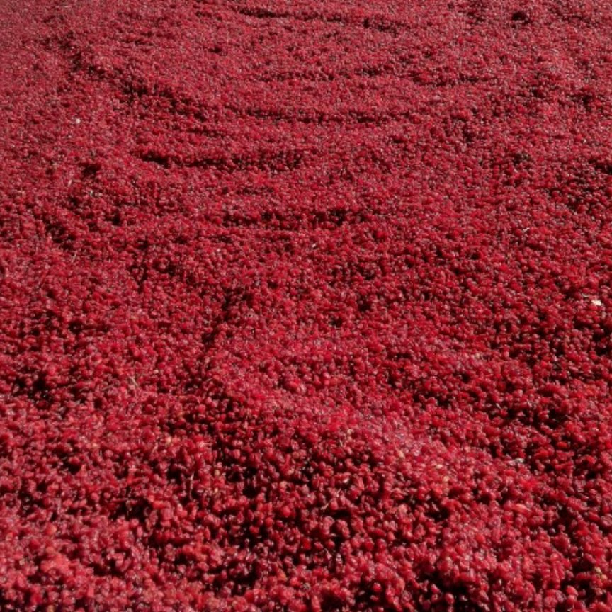 زرشک دانه اناری 250گرمی قاینات