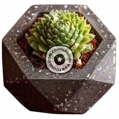 گلدان مینیمال بتنی زیکو پوونل استور cute minimal the pot zico company poonelstore code 101-03