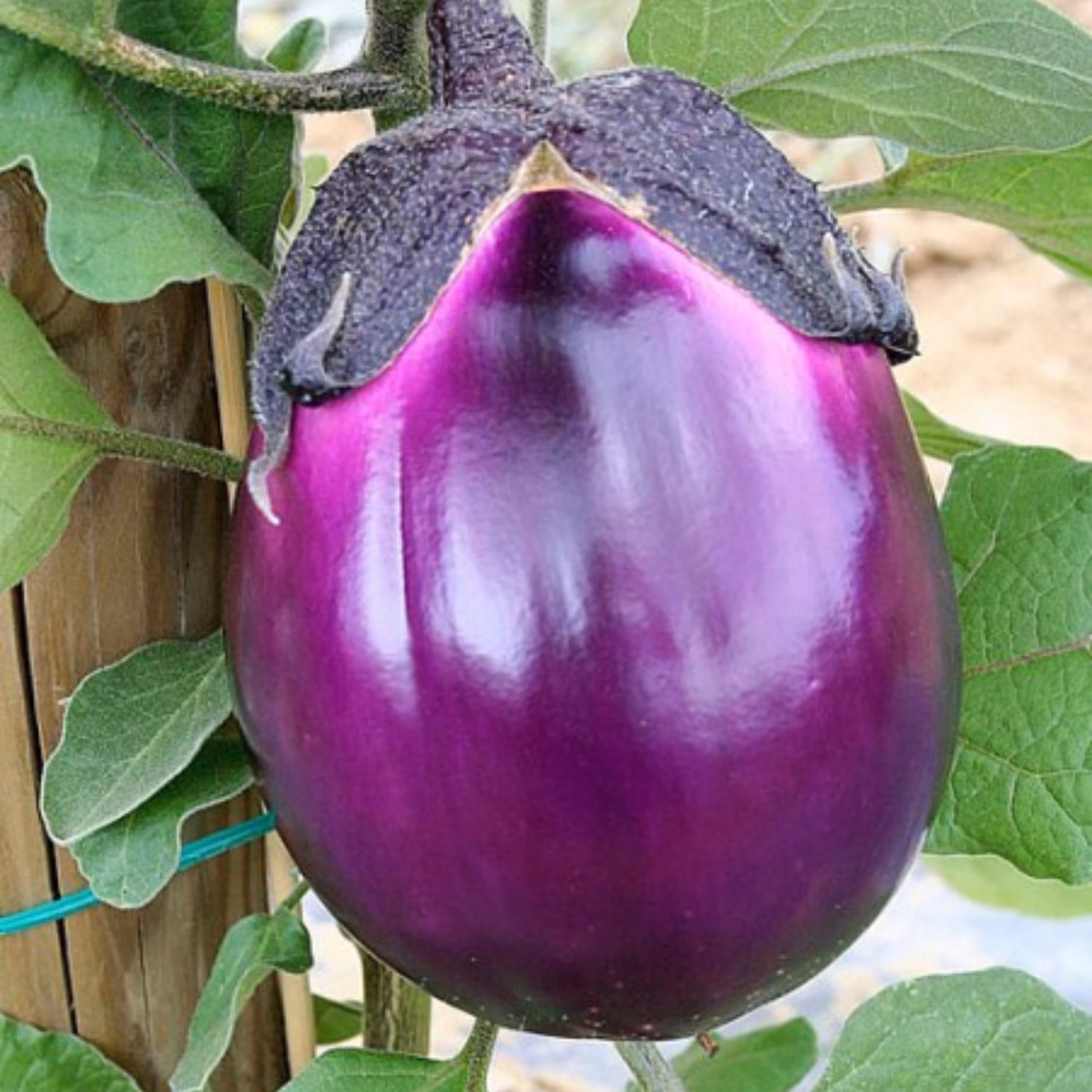 بذر بادمجان ویولتا بسته 30 عددی