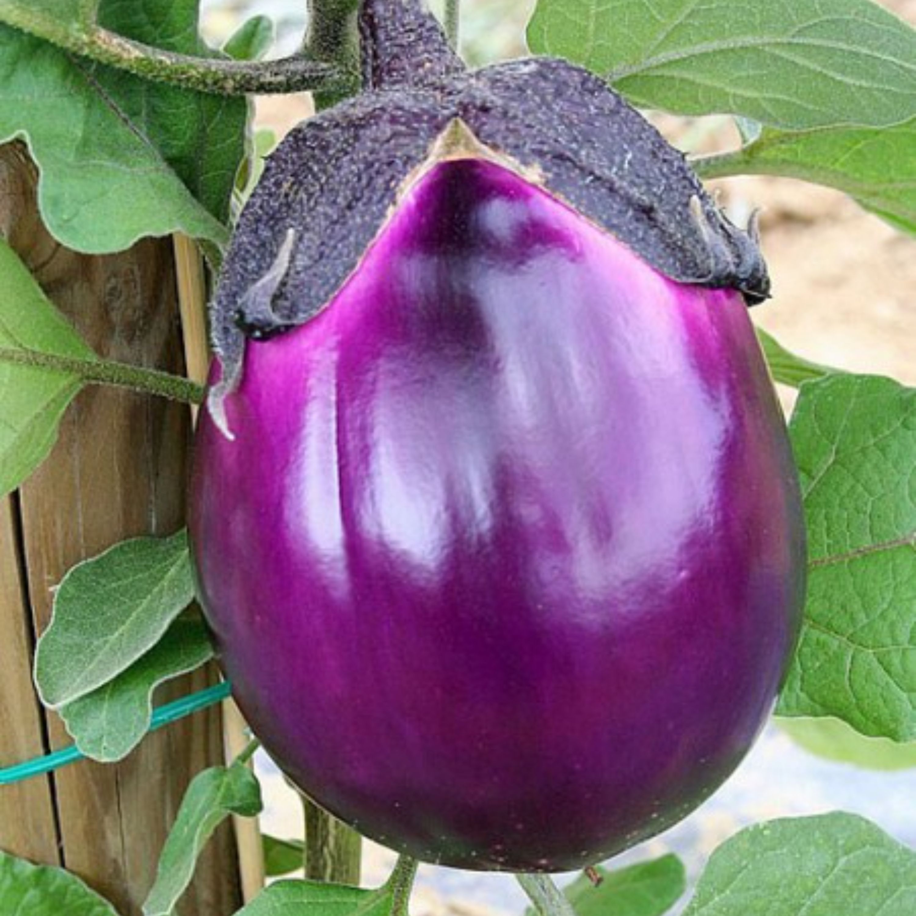 بذر بادمجان ویولتا بسته 30 عددی