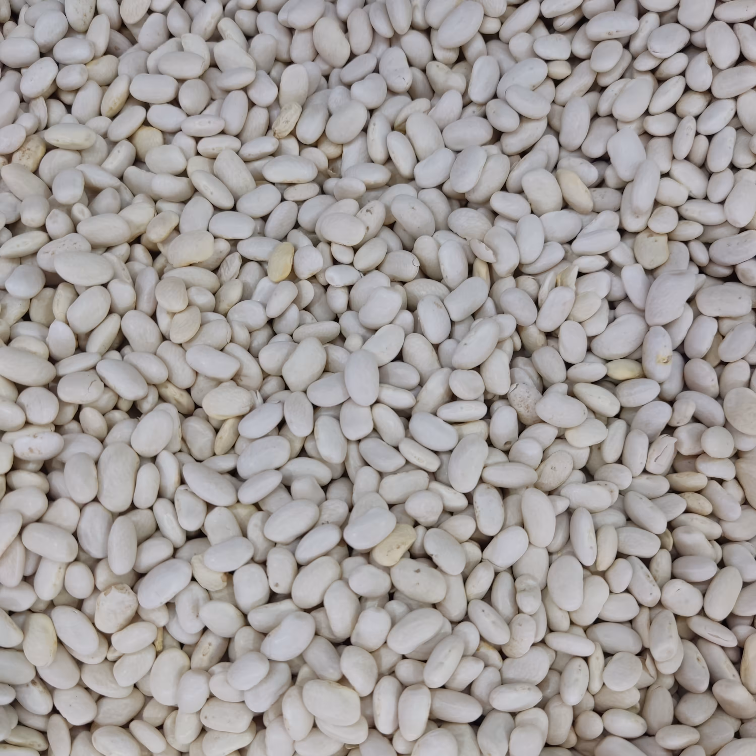 لوبیا سفید درجه یک و تمیز 500 گرمی