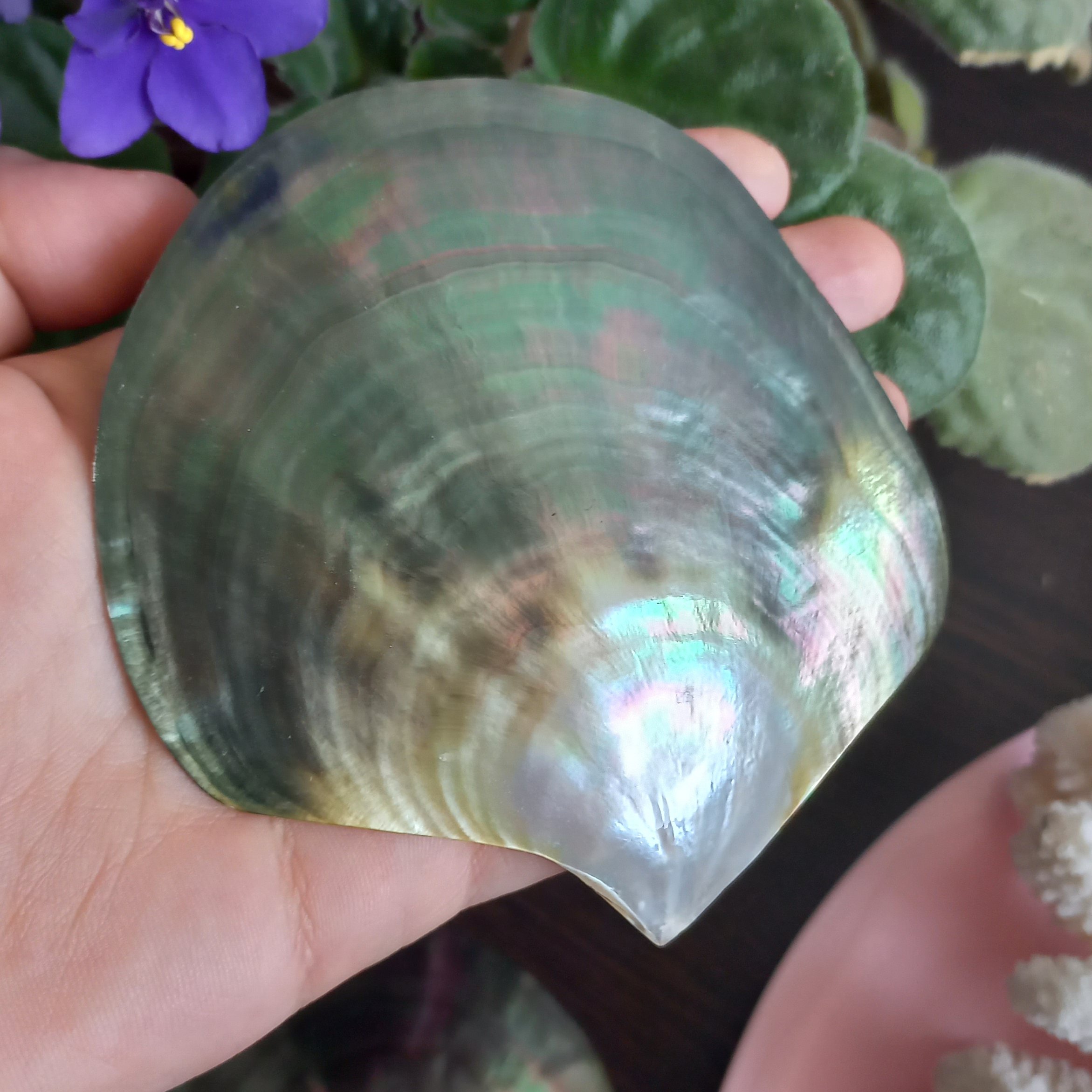 صدف   لب سیاه ، صیقل شده ،وارداتی