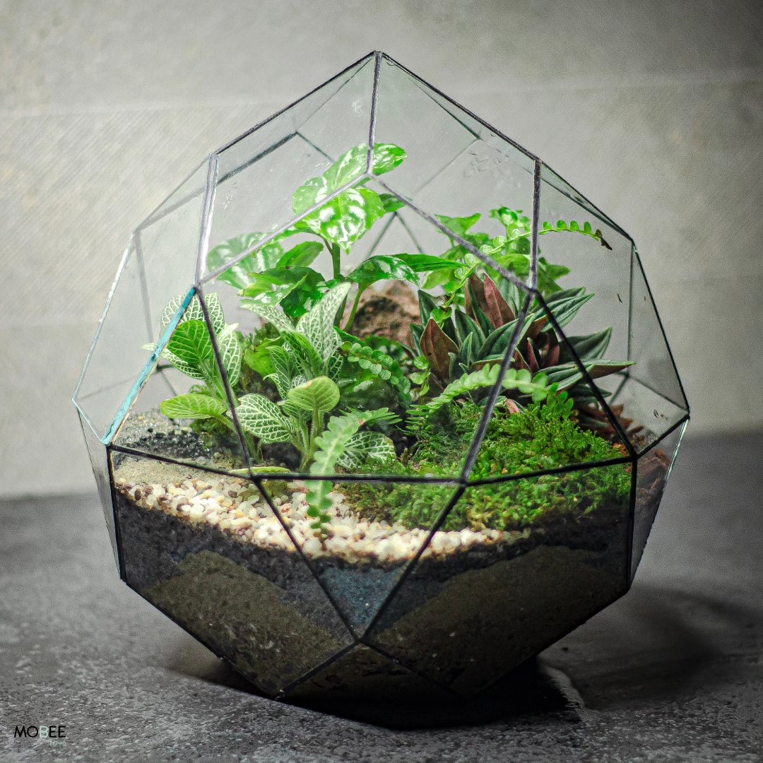 تراریوم توپی چند وجهی 