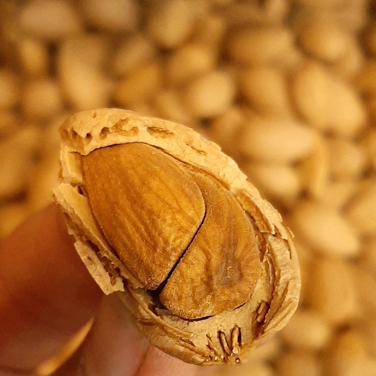 بادام پوست سنگی محلی تازه(2000گرمی)ارسال رایگان
