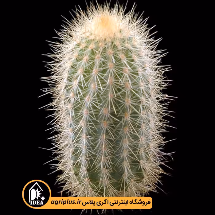 بذر کاکتوس Pilosocereus Piauhyensis