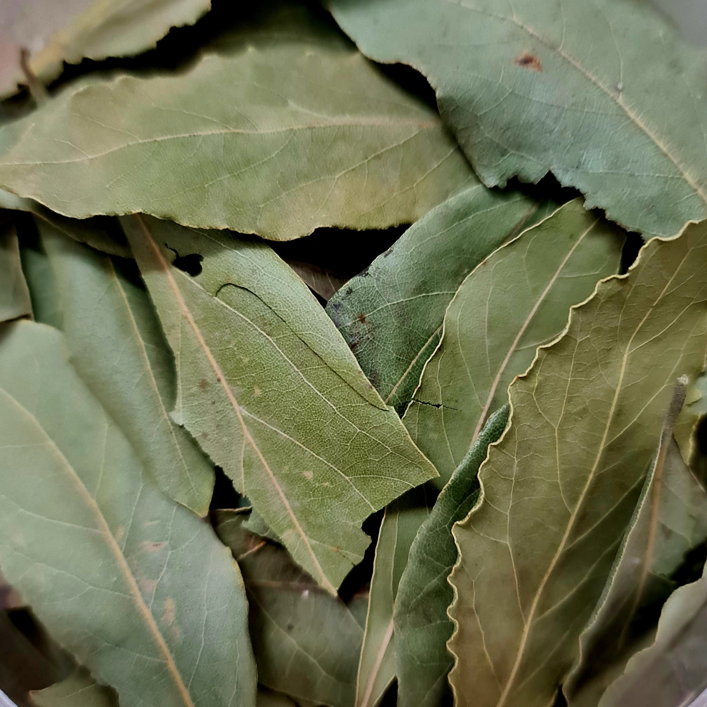   برگ بو بدون چوب    200 گرم