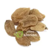 ثعلب قلوه ای ( ثعلب اصل)