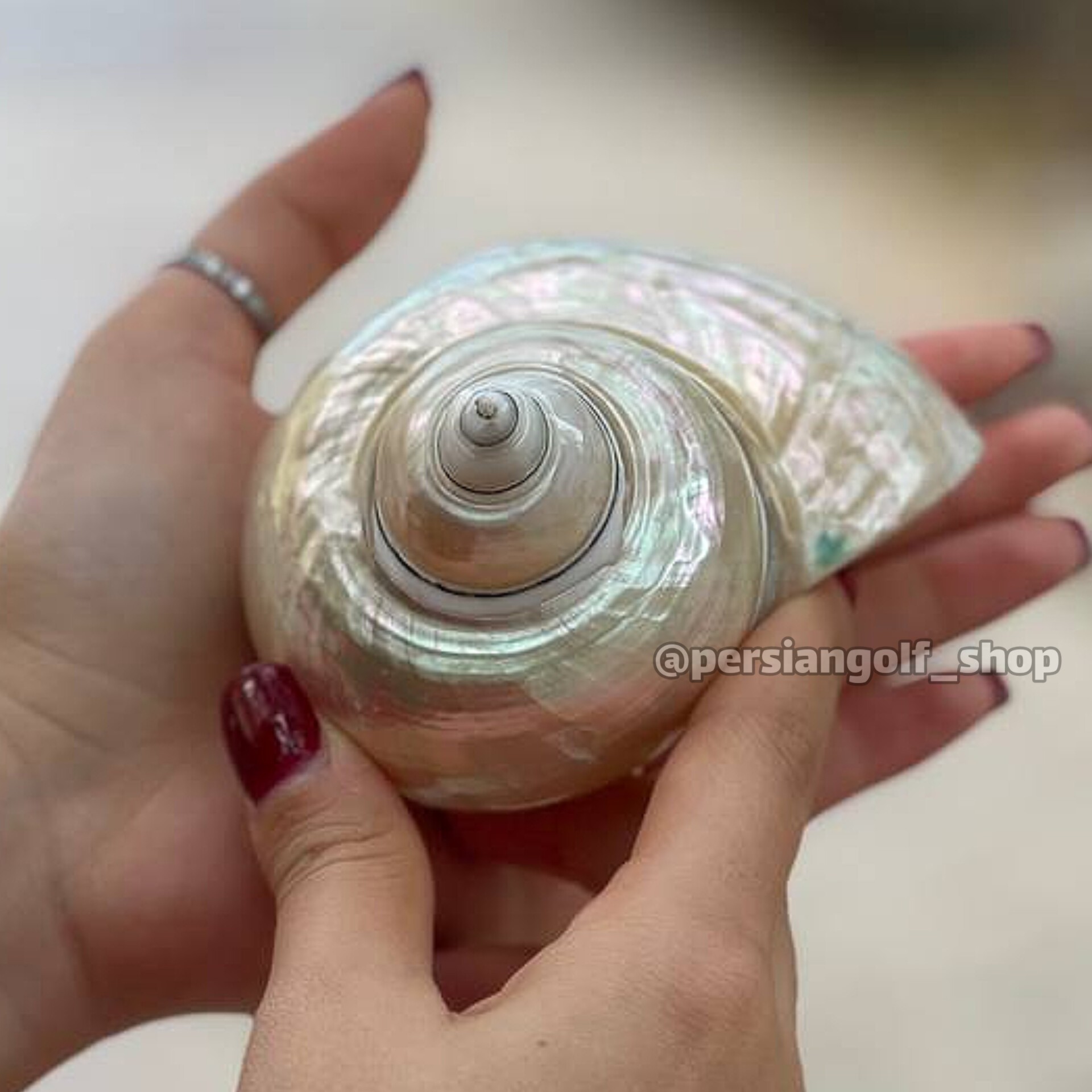 صدف حلزونی براق کلکسیونی سایز بزرگ 