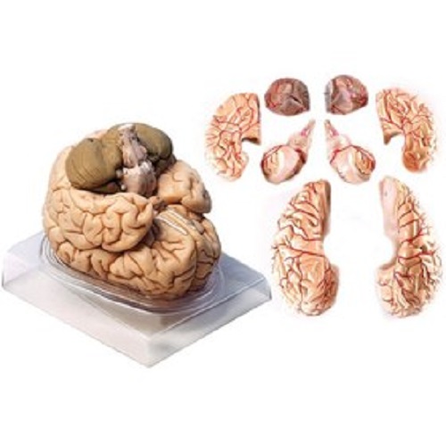 مولاژ مغز 8 قسمتی