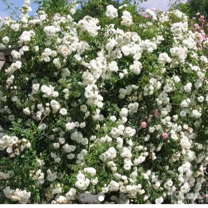نهال رز رونده سفید