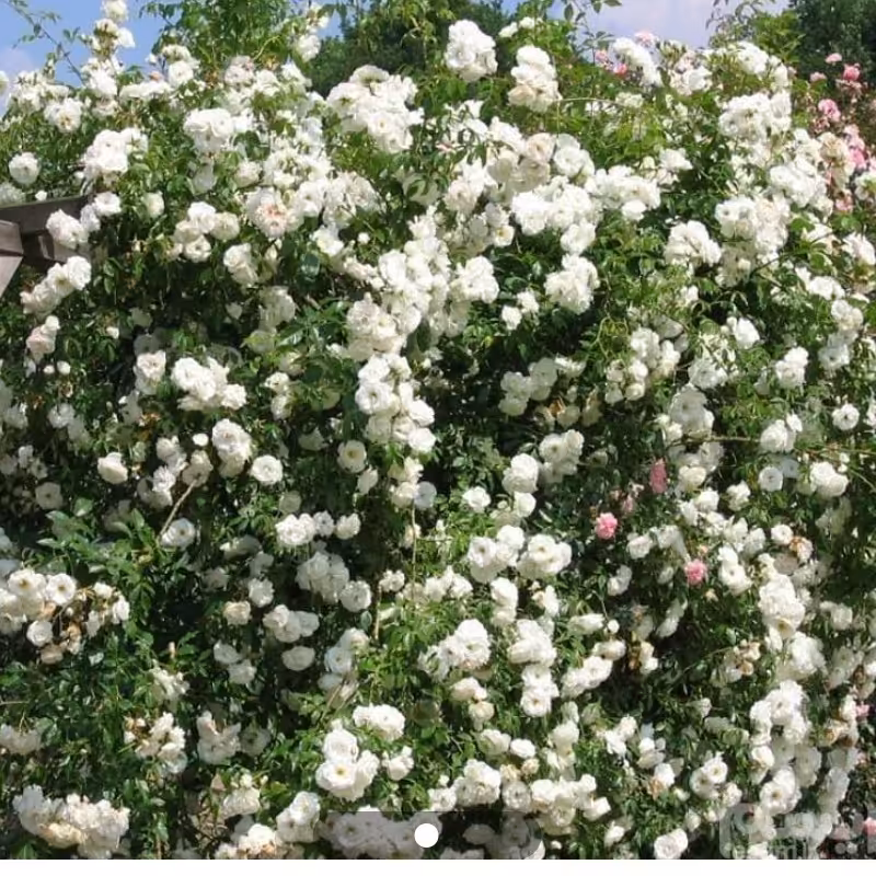 نهال رز رونده سفید