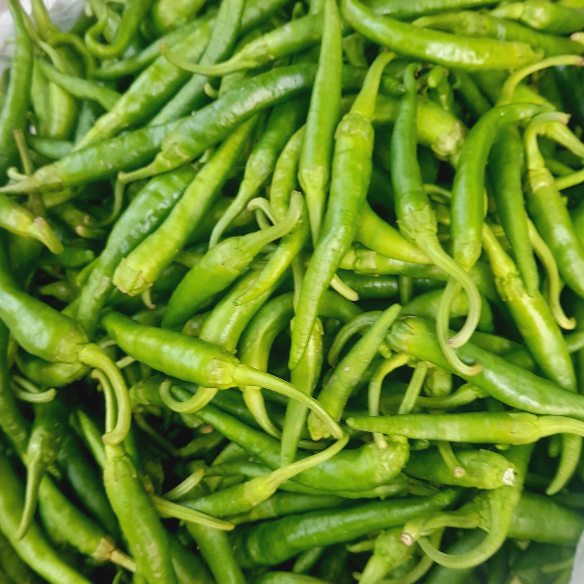 فلفل تازه شیرین ریز شمال درجه یک(500)گرم