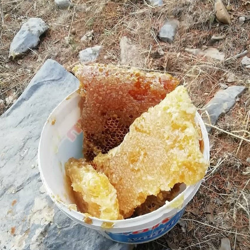 عسل کوهی