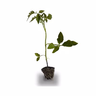 نشاء گوجه گیلاسی