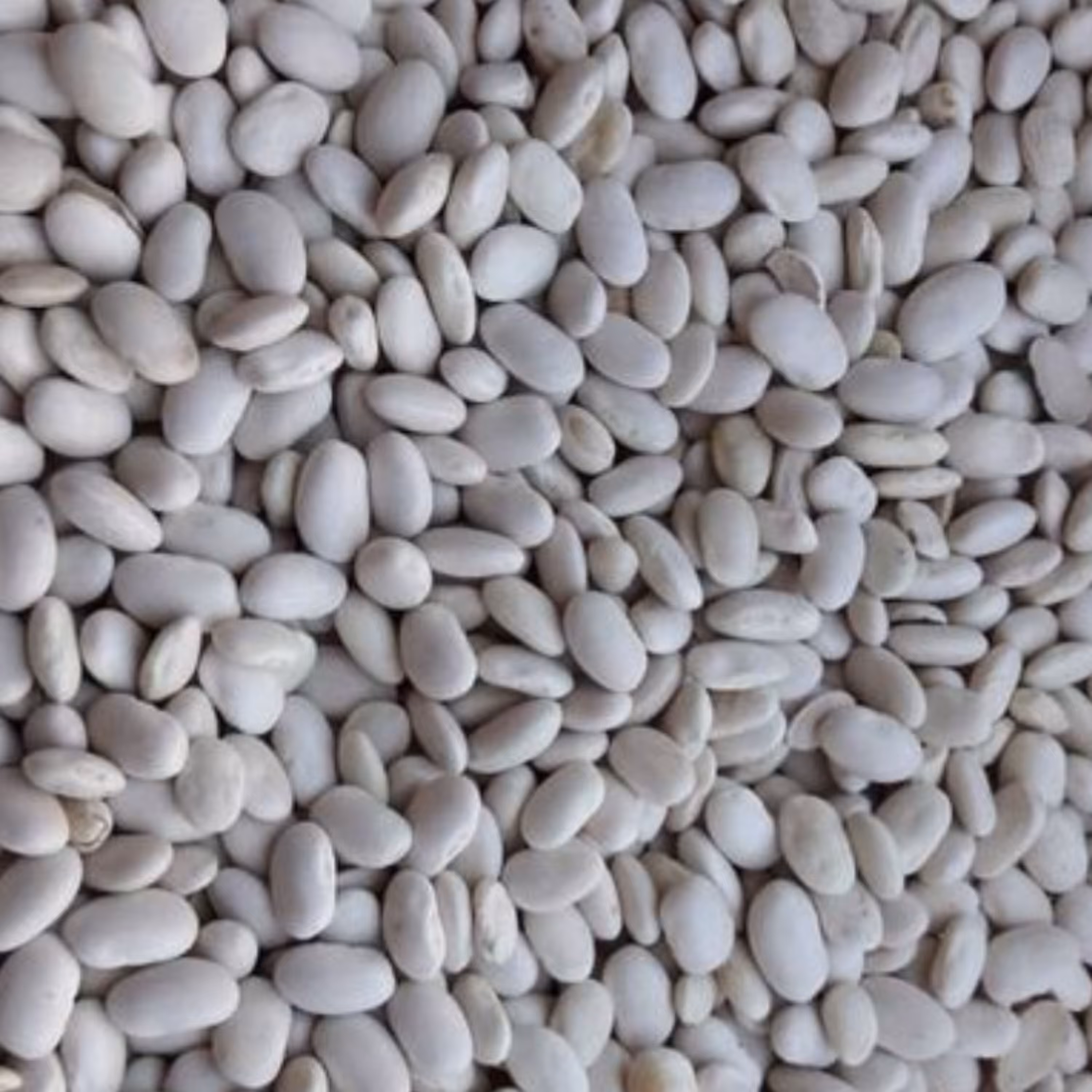 لوبیا سفید یک کیلوگرم