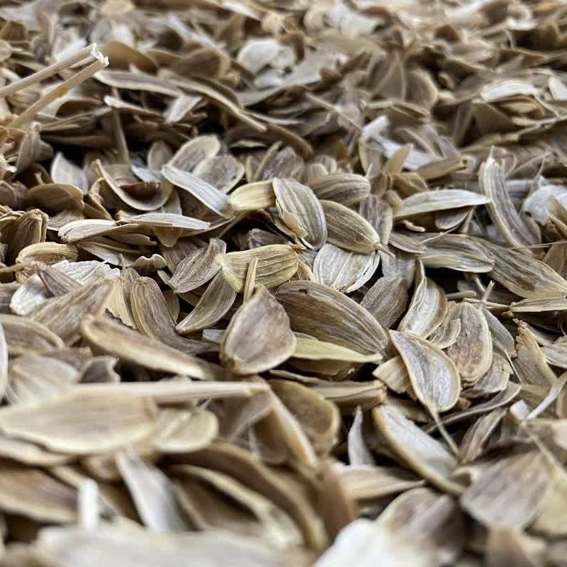 انجدان رومی 