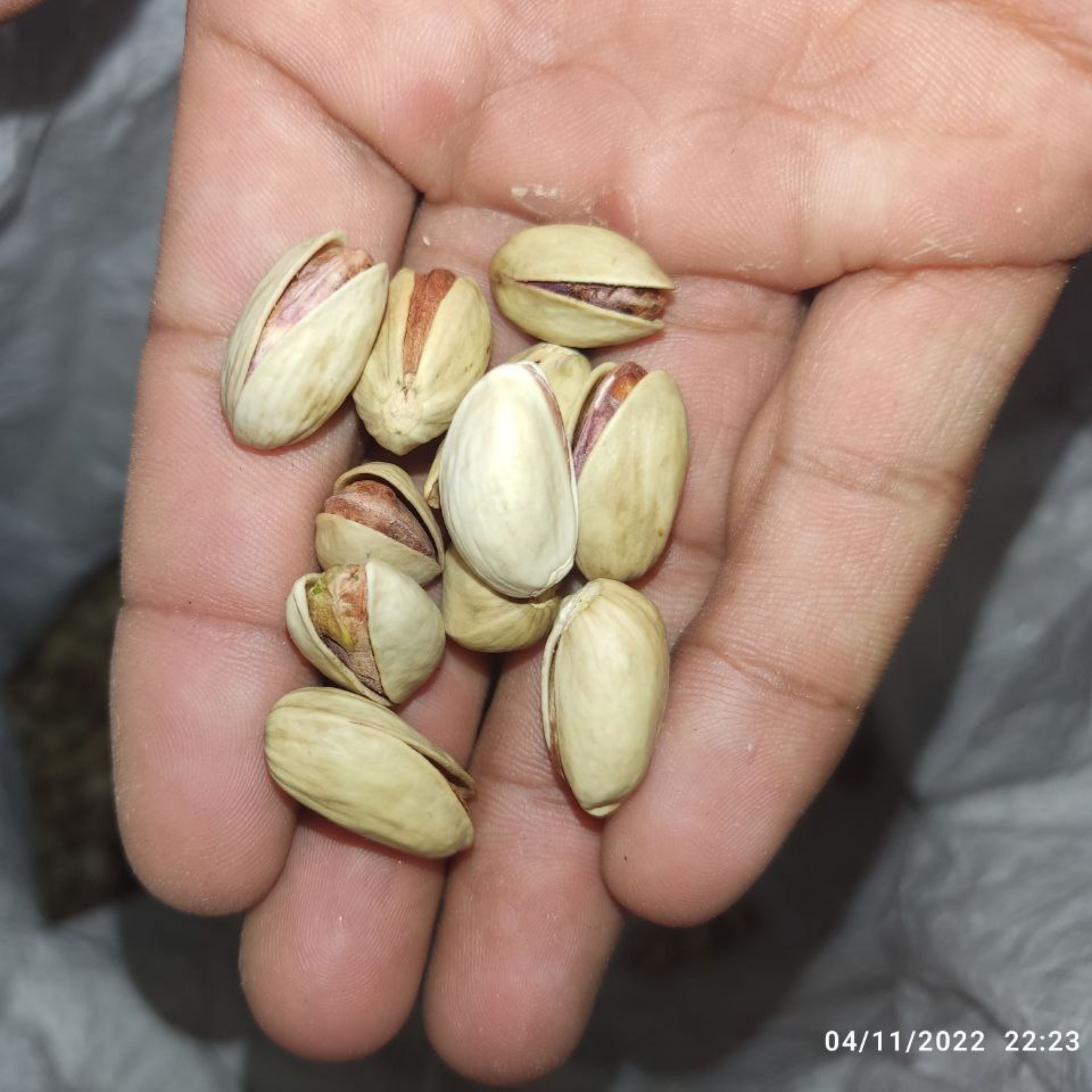 پسته امسالی تازه باغات فیض آباد(بسته 1 کیلوگرمی)