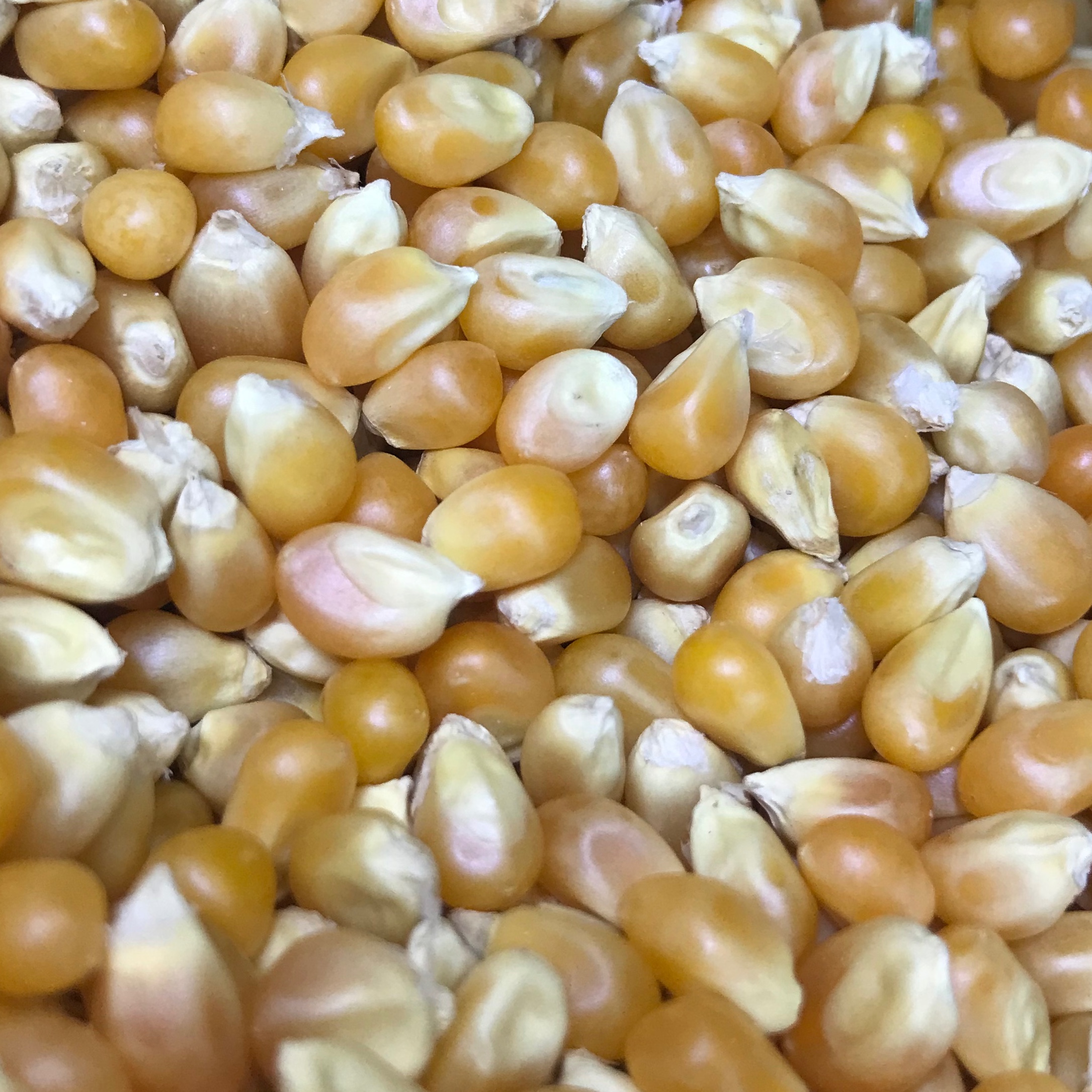 ذرت پاپ کرن بسته ی یک کیلوگرمی