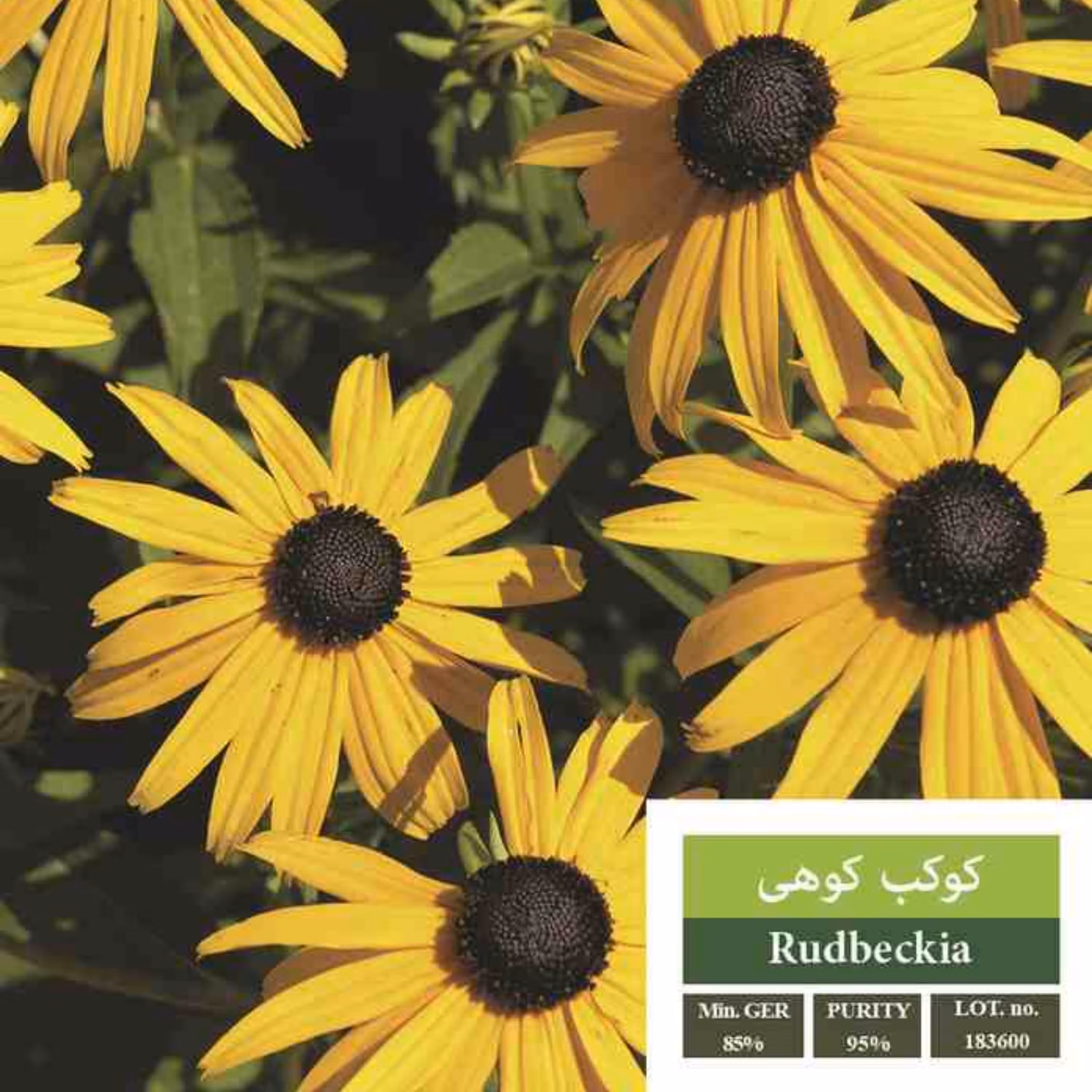 بذر گل کوکب کوهی بذر طلایی رویان 