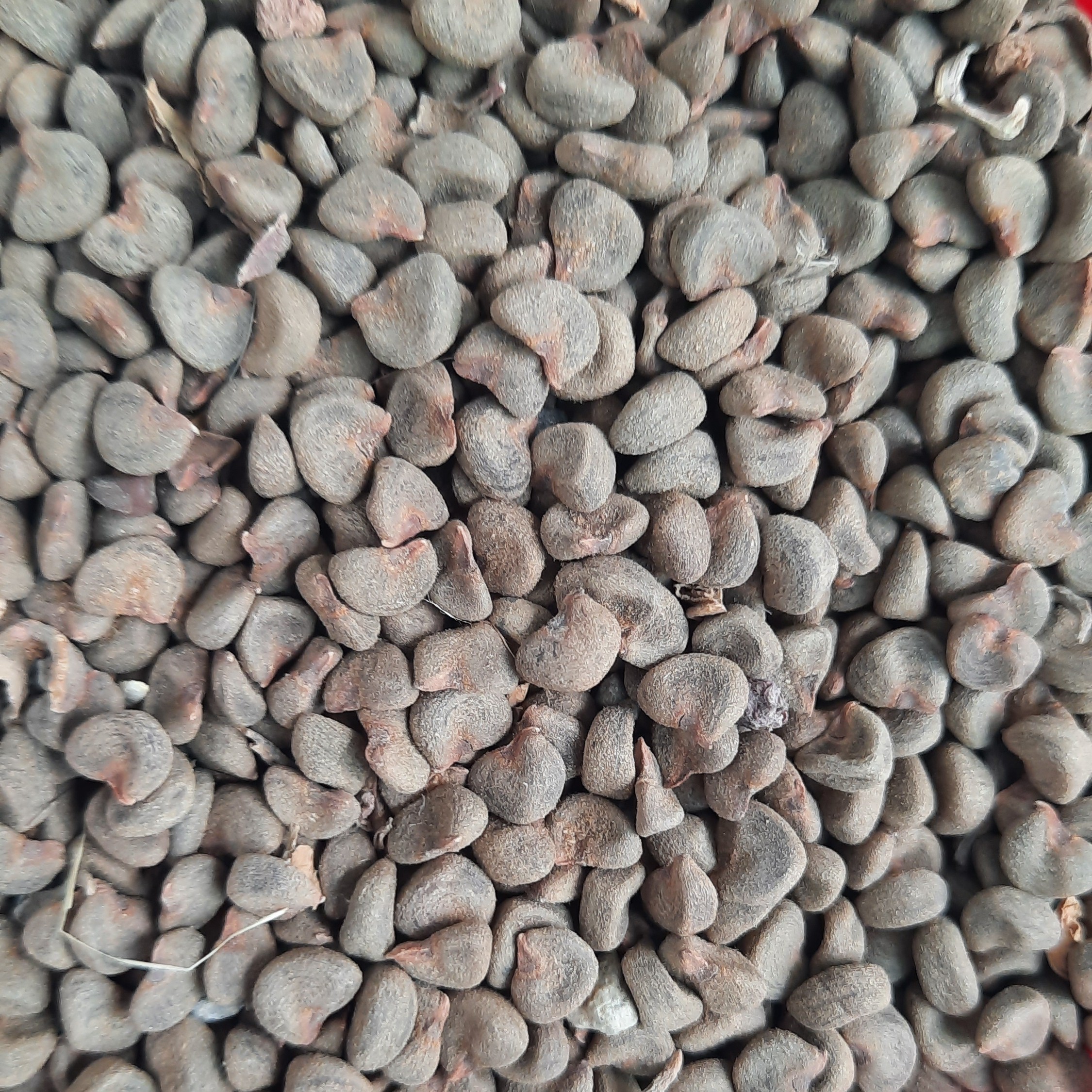 بذر چای ترش (20 عددی)
