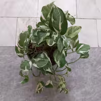 گل طبیعی پتوس ارتشی سایز گلدان 14