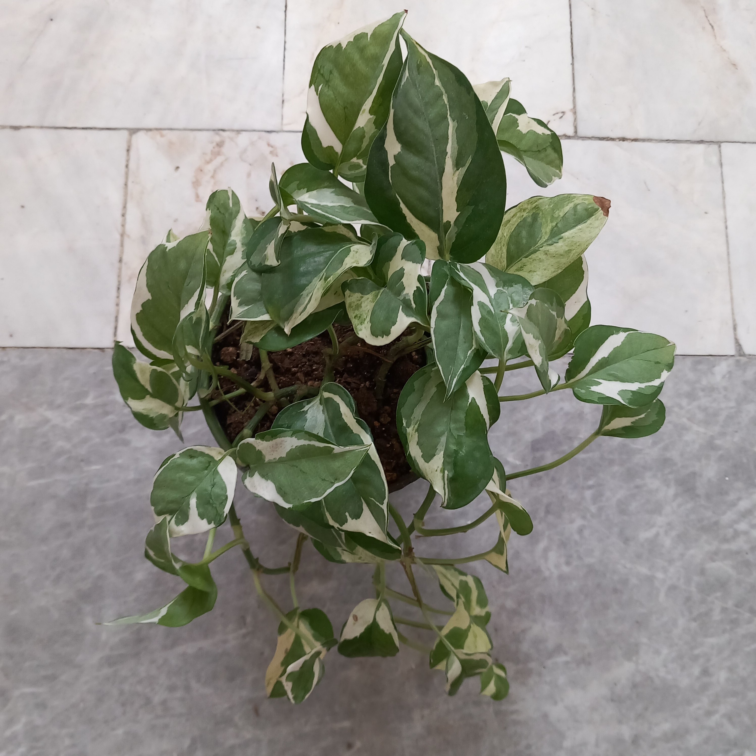 گل طبیعی پتوس ارتشی (سایز گلدان 14)