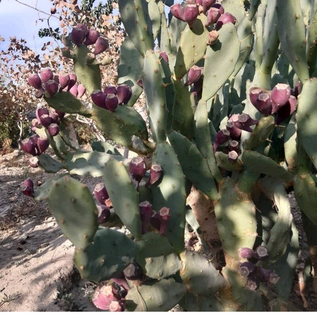 گلدان کاکتوس 10 گلدان این نوع کاکتوس اپنتیا قابلیت میوه دادن را دارا هست قلمه ها همه سرحال هستن 